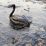 Countries with poor marine safety records linked to oil spill vessels