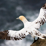 Global trends show seabird populations dropped 70 per cent since 1950s