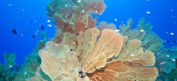 The Chagos Marine Reserve protects the ocean from fishing and other activities. Credit: David Tickler