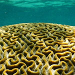 Bright spots shine light on the future of coral reefs