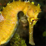 Project Seahorse work leads to huge international change, as Thailand announces it is suspending seahorse exports.