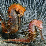 Seahorses (Hippocampus spp.) and the CITES Review of Significant Trade