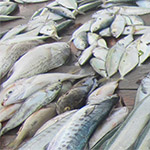 Seafood supply altered by climate change