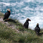 Better protection needed for Scott Islands marine National Wildlife Area, scientists urge