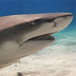 Most coral reef sharks and rays may be at risk of extinction
