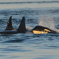 Toxic toilet paper and long-lasting chemicals found in endangered killer whales