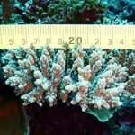 New coral bleaching database to help predict fate of global reefs