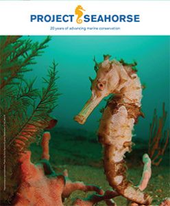 Project Seahorse celebrates 20 years of advancing marine conservation