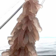 Pyrosomes appearing in BC waters