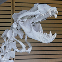 Marine Mammal Skeleton Exhibit