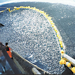 Ten million tonnes of fish wasted every year despite declining