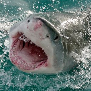 Climate change jaw dropper: Great white shark could one day prowl B.C. waters