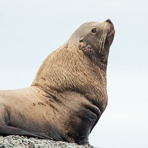 Steller sea lion research front and centre at the Vancouver Aquarium