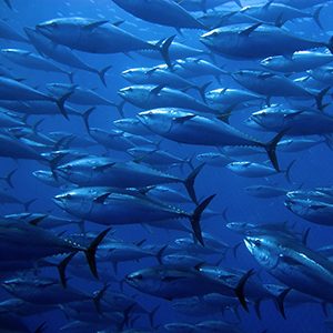 Warmer waters from climate change will leave fish shrinking, gasping for air