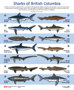 sharks oceans ubc