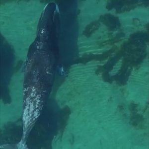 Bowhead whales come to Cumberland Sound in Nunavut to exfoliate