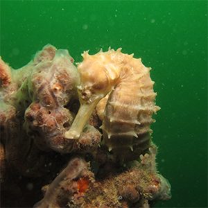 Seahorse exploitation and trade in Viet Nam