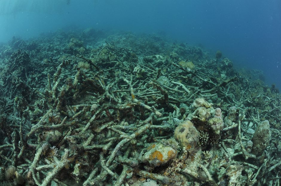 Coral Reefs Suffering In Philippines Despite Outlawing Damaging Fishing ...