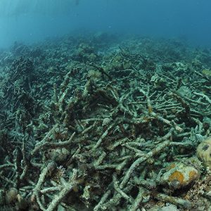 Coral reefs suffering in Philippines despite outlawing damaging fishing practices