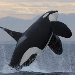 DFO announces funding for research on Southern Resident Killer Whales