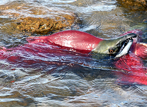 Adams River Sockeye Trip