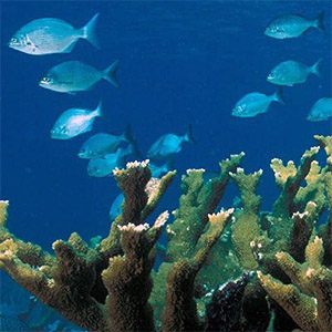 Reefs help protect vulnerable Caribbean fish from climate change