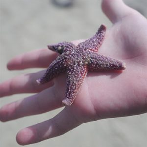 Students visit Stanley Park for an intertidal tour