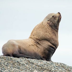 What do differences in animal behaviour reveal about the decline of Steller sea lions in Alaska?