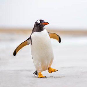 As penguins dive, their location data takes flight