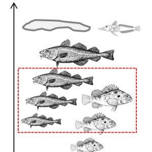 Marine and Freshwater Miscellanea – FCRR 26(2)