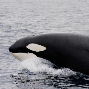 Killer whales breathe just once between dives, study confirms