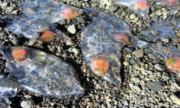 Salps found on Antarctic continent