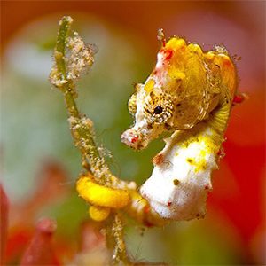 © Filip Staes, Guylian Seahorses of the World Photography Competition 2016