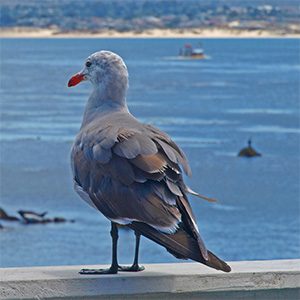 Industrial fisheries are starving seabirds all around the world