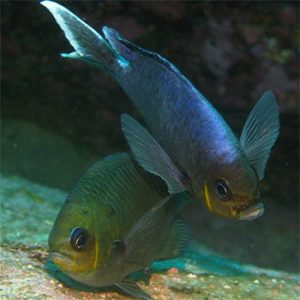 Most female fish grow bigger than the males