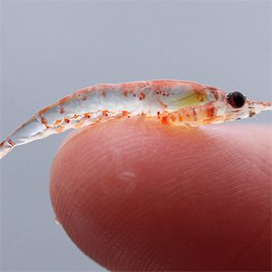 As the Antarctic warms, krill move south to the colder ice shelves
