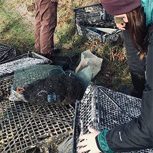 How much microplastic is there in the BC marine food web?