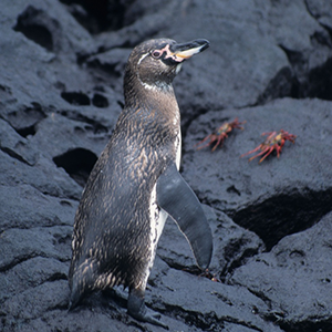 Greater conservation efforts needed to protect Galápagos bird populations, a new study shows