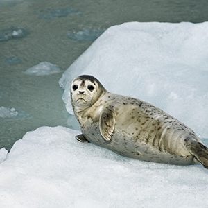 Long-term studies quantify the prey requirements of pinnipeds, and help predict the effects of nutritional stress