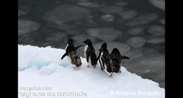 Andrew Margolin – Molting Adélie penguins