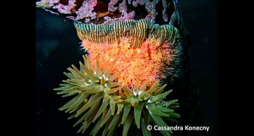 Cassandra Konecny – Anemones of my anemones