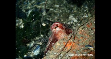 Cassandra Konecny – East Pacific Red Octopus