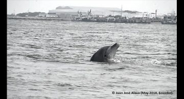 Juan José Alava – Dolphin-Pororja-Ecuador (May 2018, Ecuador)