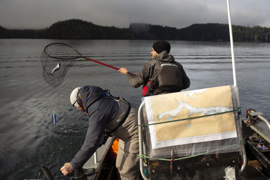 New Viruses Discovered In Endangered Wild Pacific Salmon Populations ...