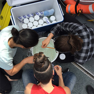 HCI Marine Food Webs – Summer sampling trip to Quadra Island