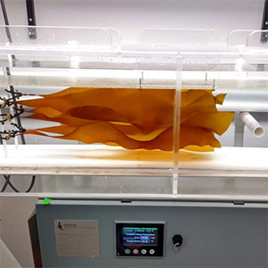 How climate-controlled growth flumes could help us explore unanswered questions about kelp and climate change