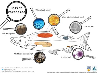 Salmon forensics