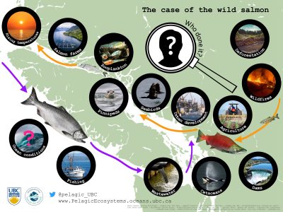 The case of the wild salmon