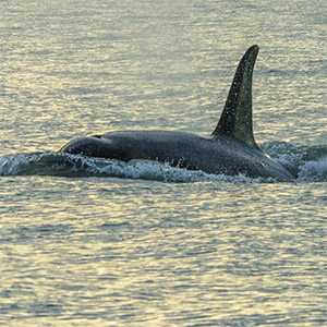 New footage gives whale’s-eye view of northern and southern resident orcas