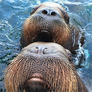 Go walrus, go!